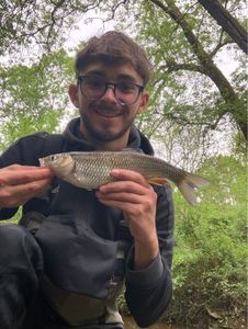 Chub