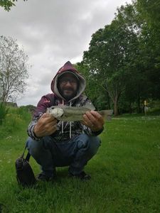 Largemouth Bass