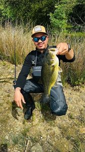 Largemouth Bass
