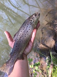 Brown Trout