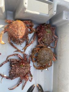 European Spider Crab
