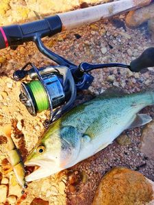 Largemouth Bass