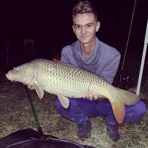 Common Carp