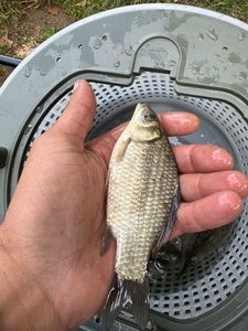Crucian Carp