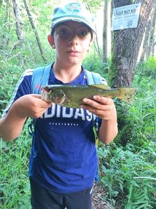 Largemouth Bass