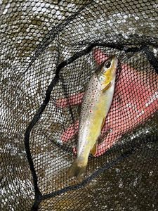 Brown Trout