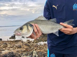 European Bass (Seabass)