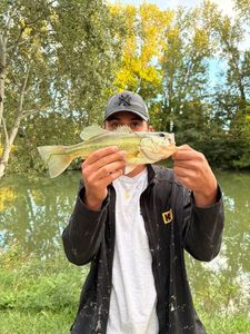 Smallmouth Bass
