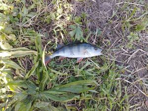 European Perch