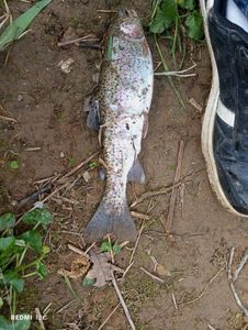 Rainbow Trout