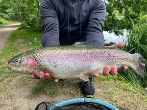 Rainbow Trout