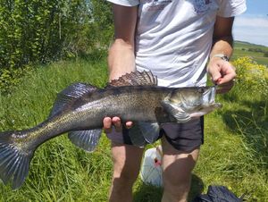 Zander
