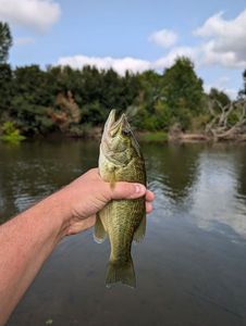 Largemouth Bass