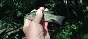 Largemouth Bass