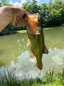 Smallmouth Bass