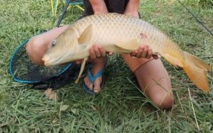 Common Carp
