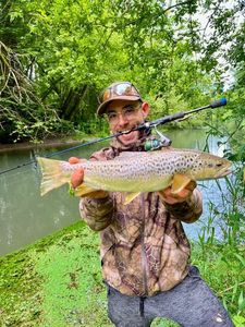 Brown Trout