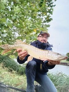 Northern Pike