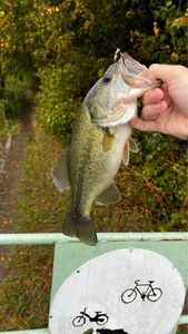 Smallmouth Bass