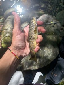 Brown Trout