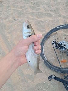 European Bass (Seabass)