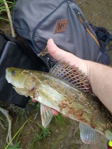 Zander