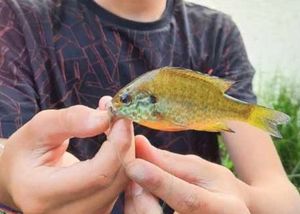 Green Sunfish