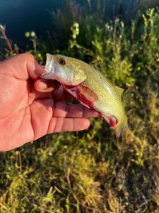 Smallmouth Bass