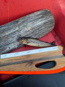 Brown Trout