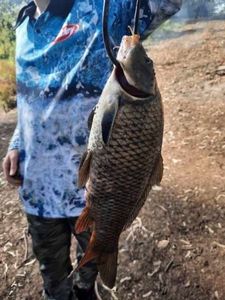 Common Carp