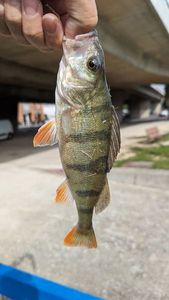 European Perch