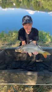 Common Carp
