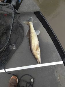 Zander