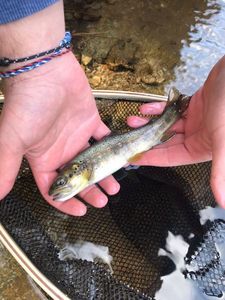 Brown Trout