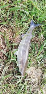 Flathead Grey Mullet
