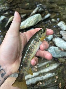 Brown Trout