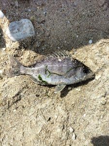 Black Seabream
