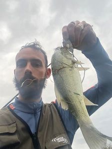 Largemouth Bass
