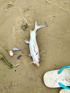 White Catfish