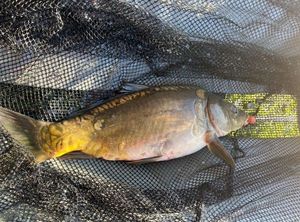 Leather Carp