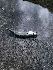 Mackerel