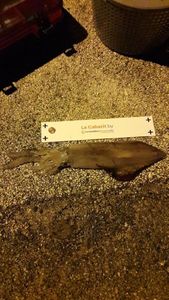 European Squid