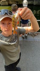 European Perch