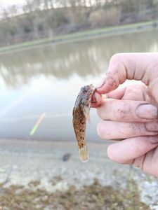 Round Goby