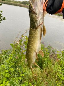 Northern Pike