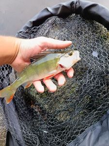 European Perch
