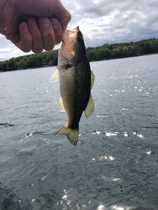 Largemouth Bass