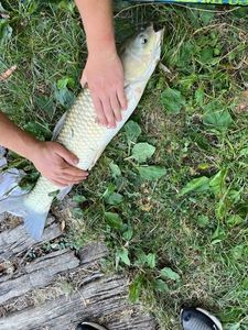 Grass Carp