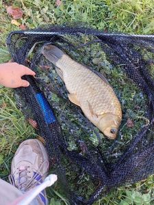 Crucian Carp