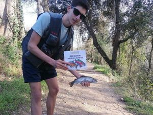 Rainbow Trout